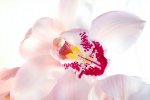 orchidee.jpg