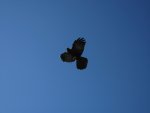IMG_1008.jpg