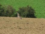 Vogel7.jpg