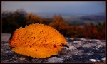 blatt.herbst.panorama.jpg