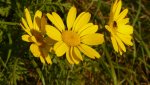 herbstblumen.jpg