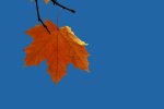 Blatt.jpg