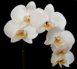 Orchidee 003a.jpg