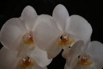 Orchidee 008A.jpg