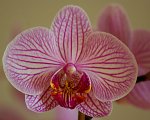 Orchidee_2.jpg