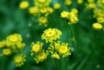 Gelbe Blumen2.jpg