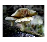 Pilz1_1_F.jpg