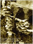 Pilz_Sepia.jpg