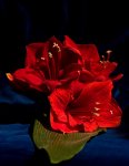 Amaryllis.jpg