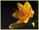 YellowFlower.jpg