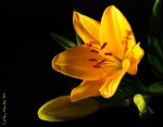 YellowFlower_Neu.jpg