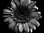 BLUME_SW_KLEIN_s.jpg