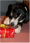 weihnachtenanka.jpg