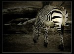 zebra3.jpg