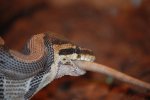 DSC_0140forum.jpg
