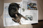 fritz-zeitung (Custom).jpg