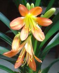 G-Clivia-05.jpg