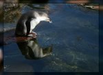 pinguin_900.jpg