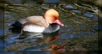 ente_900.jpg