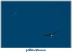 Segelflieger-Mond_900.jpg