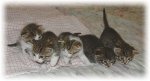 G-Superkatzen.jpg