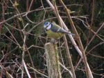 Blaumeise 72mm.jpg
