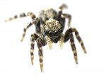 beispiel_spinne_olli.jpg