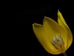 Tulpe - zugeschnitten u blatt entfernt - schwarzer bg - 900.jpg