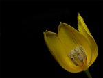 Tulpe - zugeschnitten u blatt entfernt - schwarzer bg - mehr rand - 900.jpg