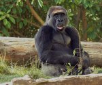 gorilla.jpg