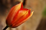 Tulpe.jpg