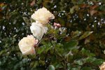 IMG_2169.jpg