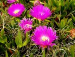 blumen spanien.jpg