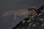 DSC_40770001.JPG