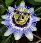 Passionsblume GR [800x600]_(C).jpg