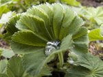 Wassertropfen-blatt_900.jpg