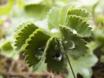 Wassertropfen-blaetter_900.jpg