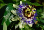 blume.jpg