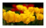 Tulpe2_f.jpg