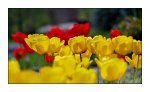 Tulpe3_f.jpg