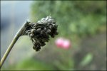 kleiner-Ast-bokeh-beschnitt_900.jpg