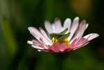 IMG_0905g.jpg