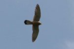 Bussard.jpg