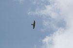 IMG_2966 Kopie.jpg