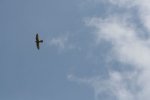 IMG_2971 Kopie.jpg