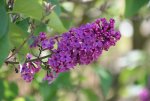 IMG_0820.JPG
