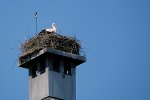 storch.jpg