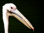 pelikan2.jpg