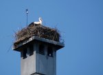 storch.jpg