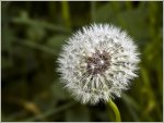 Pusteblume_900-forum.jpg